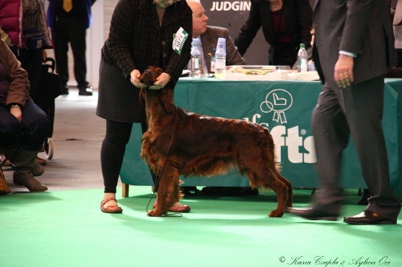 Crufts2011 397.jpg